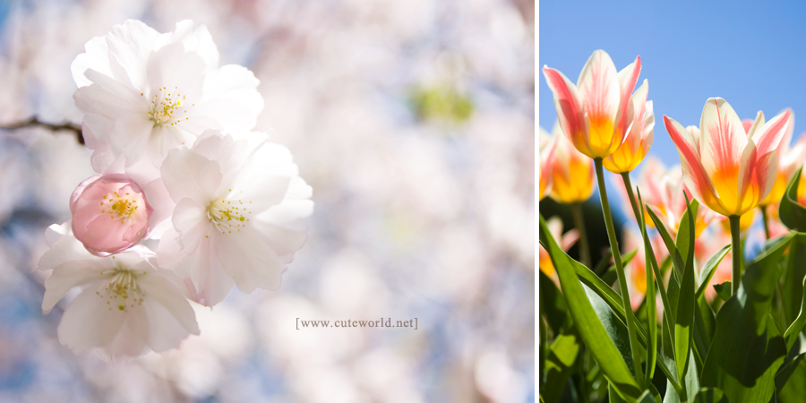 photographie-printemps-photo